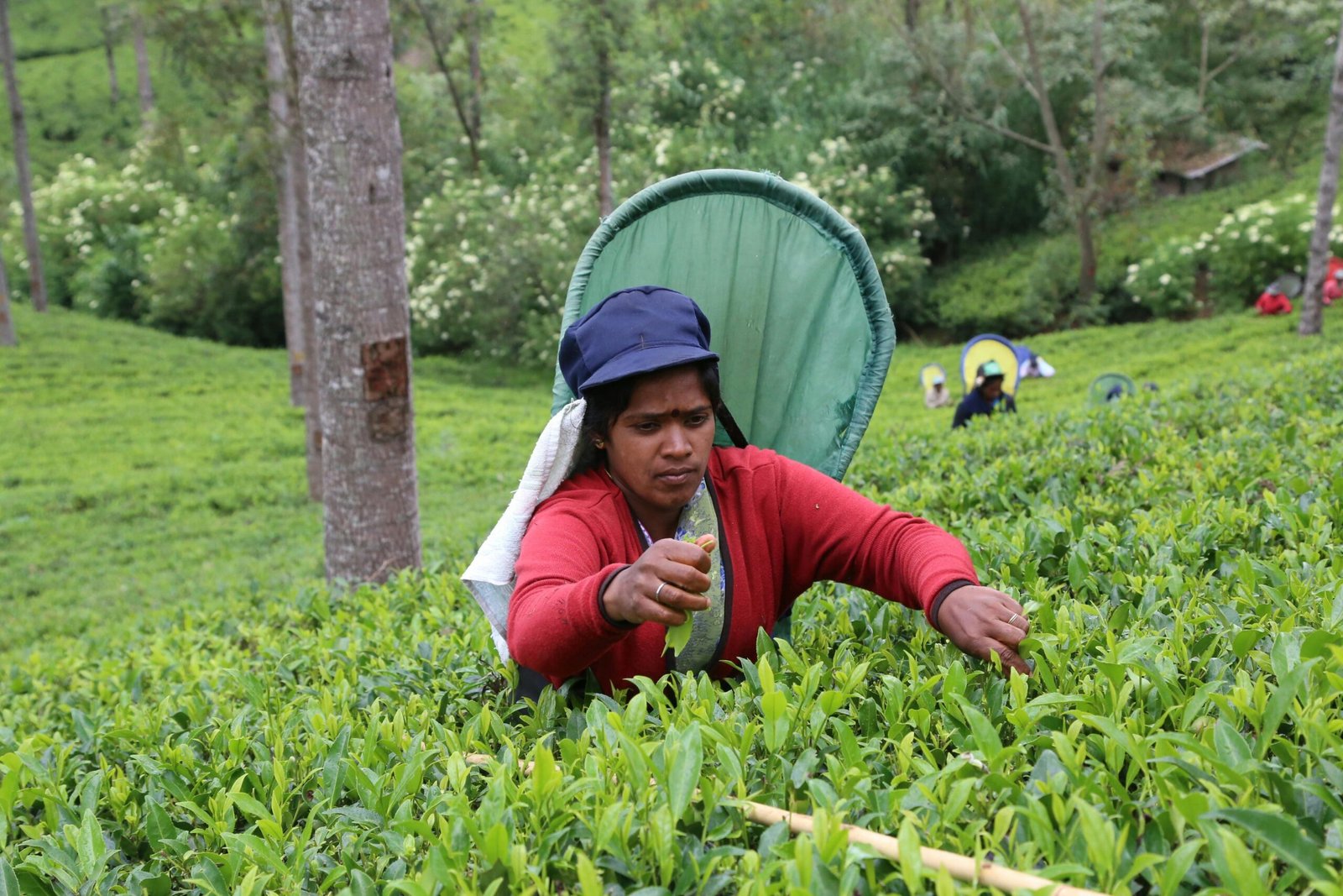 Tea Empire in Nuwara Eliya