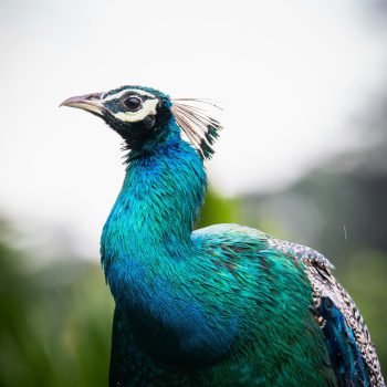 anupa-uthsara-5Np6ZsLDVIM-unsplash