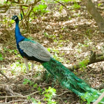 pexels-freestockpro-321525