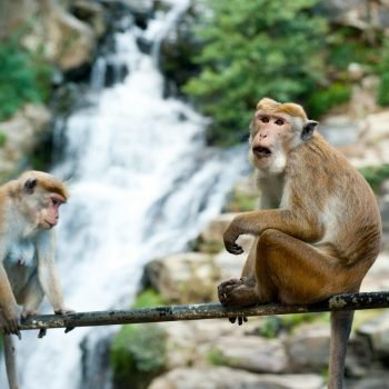 pexels-freestockpro-321556