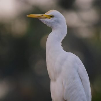 pexels-manazir-ali-6673234