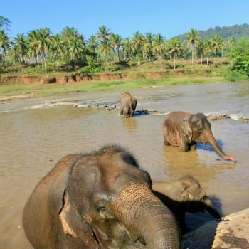 pexels-yohantha-gunawarna-1265127381-23881709